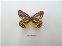 藏品(條斑豔粉蝶)的圖片